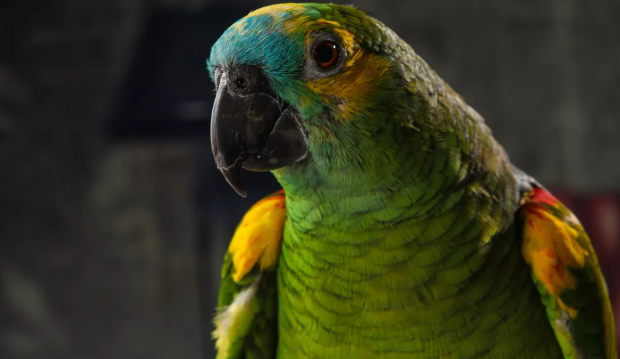 Tierische Liebe auf den ersten Blick Frau nimmt über 3.000 Kilometer auf sich, um einen geretteten Papagei zu adoptieren
